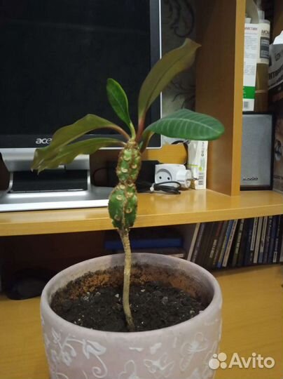 Молочай пальма