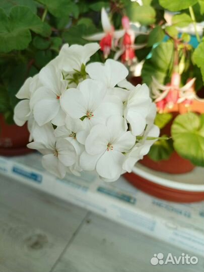 Пеларгония