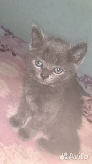 Британские котята