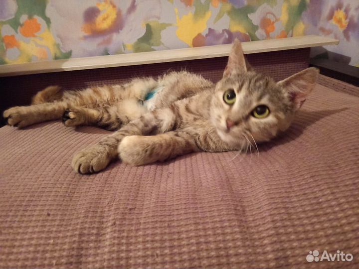 Котенок 7 месяцев