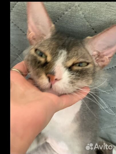 Кот сфинкс браш бесплатно