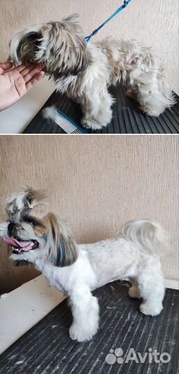 Груминг принимаю дома и выезжаю к вам