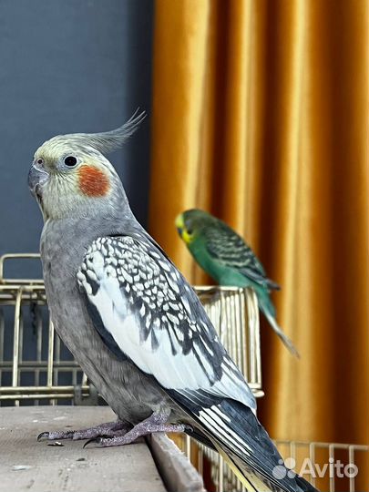 Волнистый попугай и попугай Корела