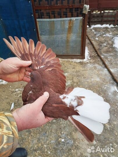 Продажа голубей