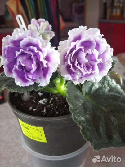 Укорененные листики фиалки