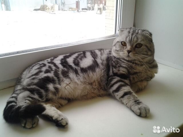 Вязка, шотландский фолд выезжает к кошечке