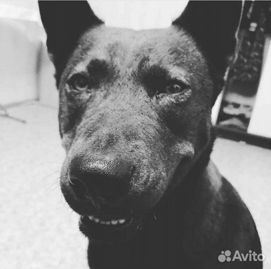 Собака в добрые руки. Помесь Хаски и Лабрадора