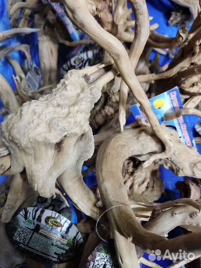 Коряги азалия