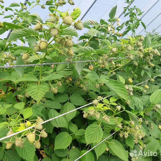 Саженцы Малины Маргарита