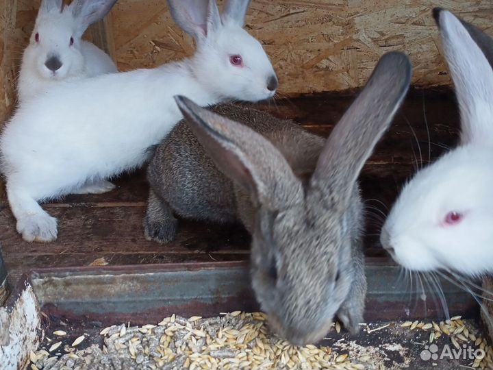 Кролики 1,5 месяца
