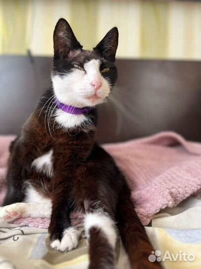 Кошка в дар