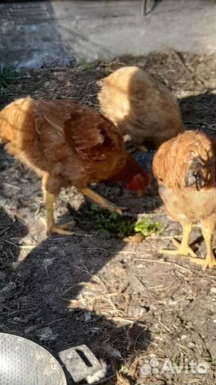 Продам кур