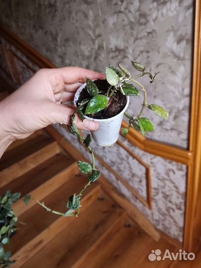 Хойя эскимо