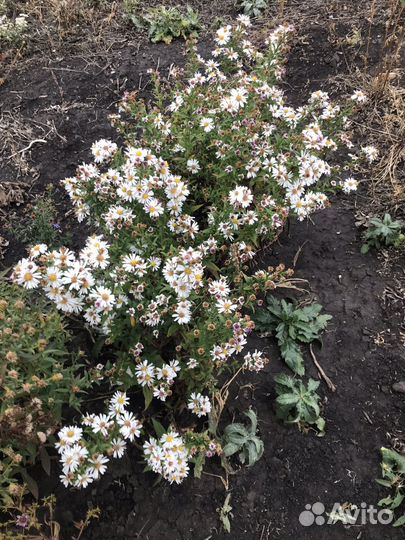 Растения садовые