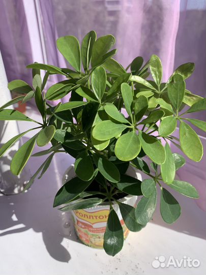 Шеффлера в горшке