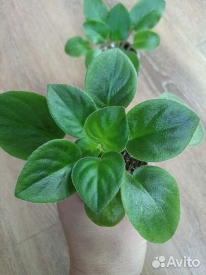 Фиалка. Детки сортовых фиалок