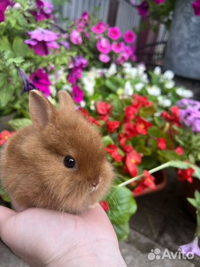 Карликовый кролик