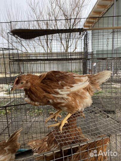 Курочки ломанн браун