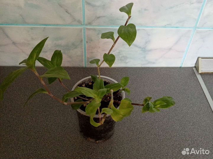 Традесканция