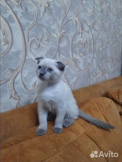 Невская маскарадная