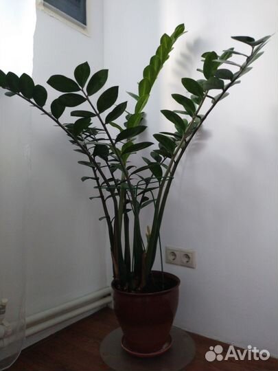 Замиокулькас