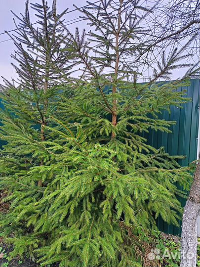 Ель новогодняя