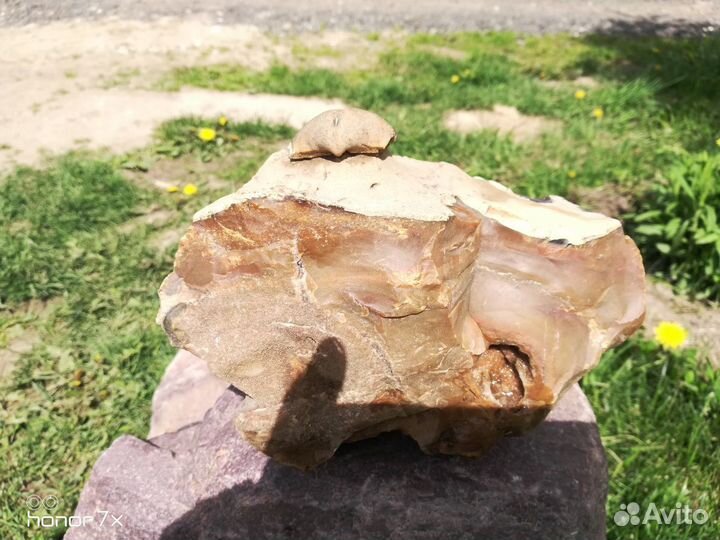 Ракушка окаменелость