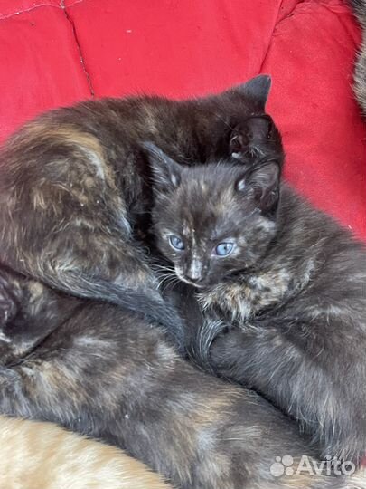 Котята бесплатно