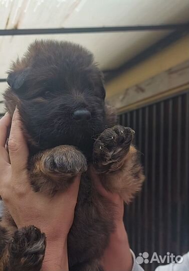 Кобель немецкой овчарки длинношерстной