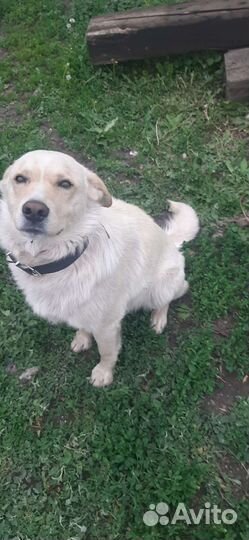 Двортерьер