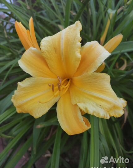 Многолетние растения для сада