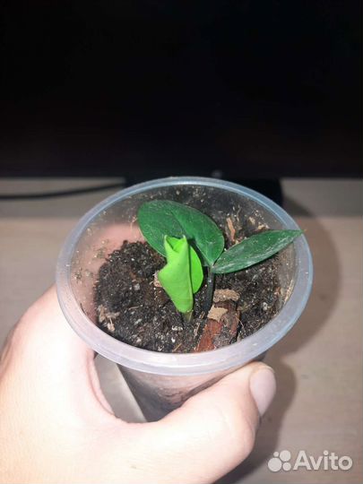 Замиокулькас, спатифиллум джемини