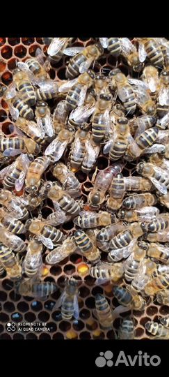 Продам пчелосемьи