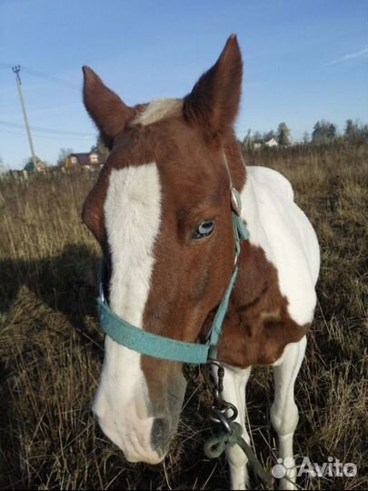Шетлендский пони