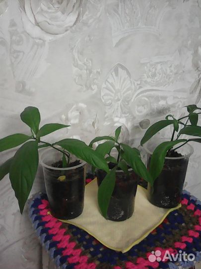 Розы комнатные