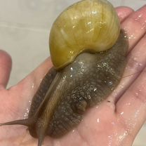 Улитки ахатины