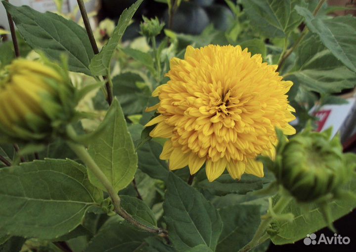 Многолетник цветы - растения наперстянка почтой