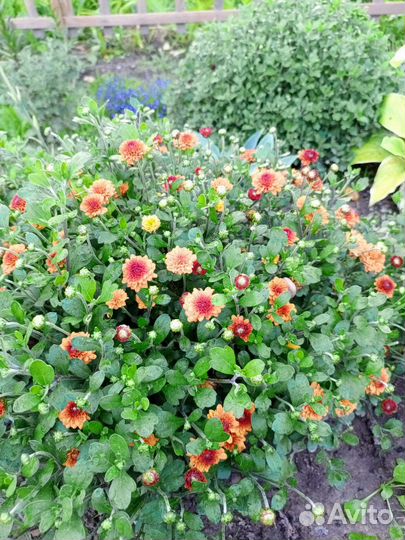 Хризантемы мультифлора