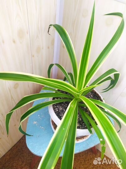 Хлорофитум