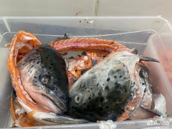 Обрезки лосося (семги)