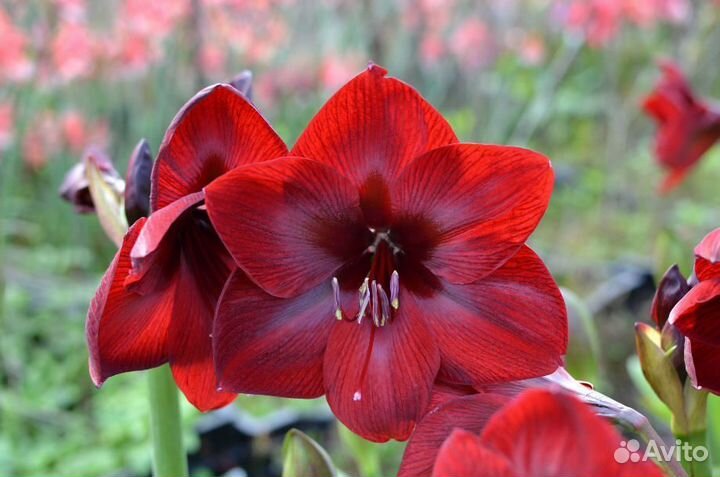 Гиппеаструм амариллис