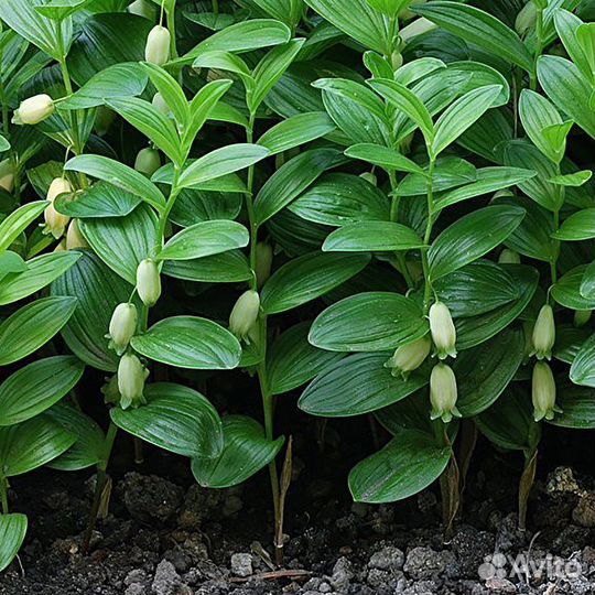 Купена миниатюрная