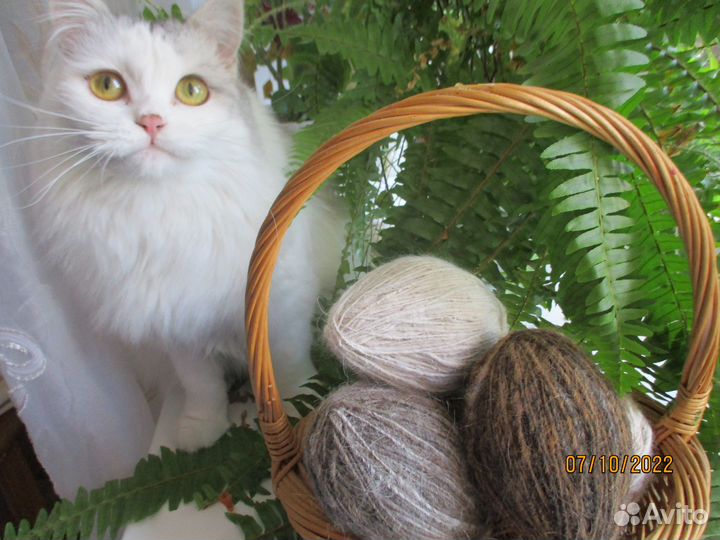 Пряжа из собачьей шерсти