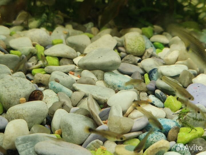 Мальки гуппи