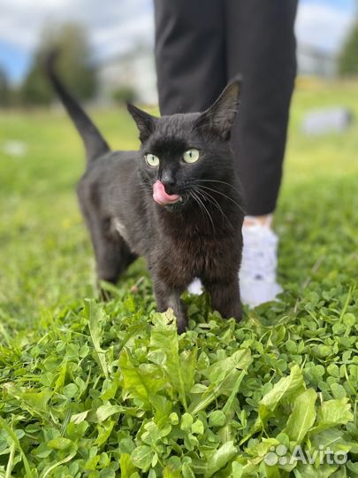 Кошка в добрые руки бесплатно