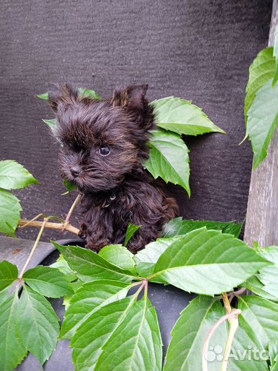 Цветной Йорк, микро девочка