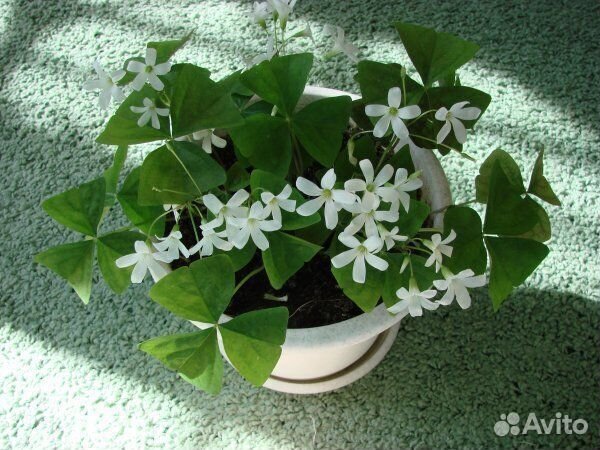 Оксалис кислица зеленая садовая (комнатная)