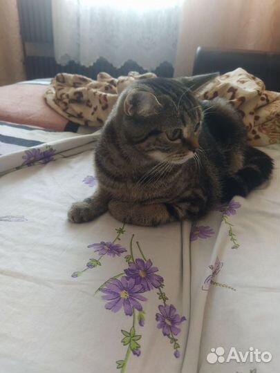 Кошка бесплатно