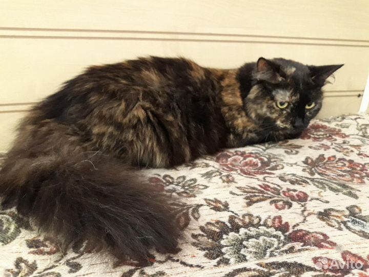 Кошка Тата ищет дом, стерилизована, котят не будет