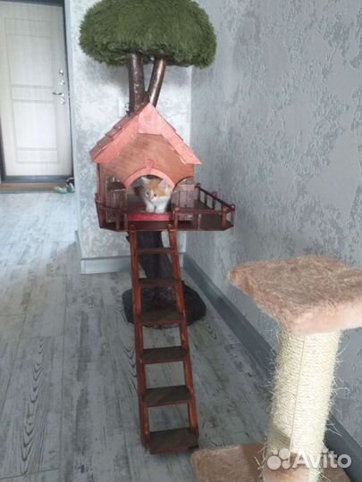 Когтеточка домик для кошки бу